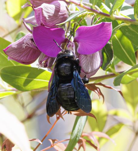 Xylocopa sp.
